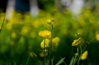 а-ля триоплан