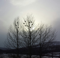 Черный ворон...