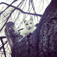 Весна. Коты прилетели