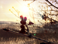 #маскаскорби #сопкакрутая