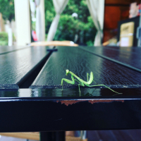 Богомолишка