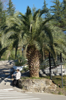 Сочи. Пальма у санатория МВД "Искра".