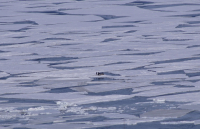 в ледовом плену