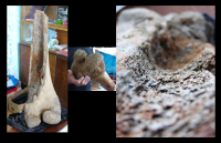 кость мамонта