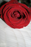 На крыле лебедя