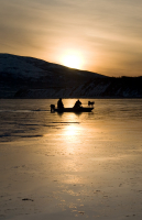 считая собаку