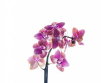 фаленопсис