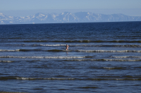 Мать моржиха.