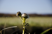 Сказочный герой=)