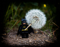 Цветочек от Бэтмена