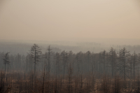 В лесу было накурено..