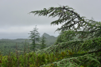 на островной