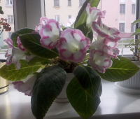 для FLю с лю.....