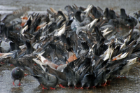 Че по семкам - ЕСТЬ !!! )))