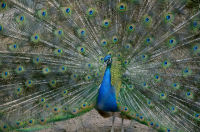 Прошу совета! (см. описание)