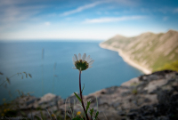 ..созерцатель