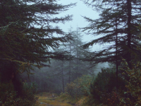 A Lost Forgotten Sad Spirit