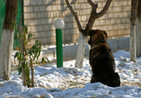 С тоской о лете...