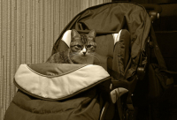 Сука ревность...