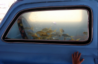 Открывай! Приплыли!