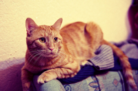 Специально для любителей красных котов ;)