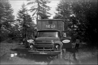 За жимолостью...