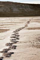 Дорога возникает под ногами идущего.