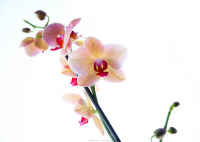 C праздником, дорогие женщины!