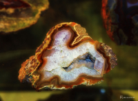 Музей естественной истории СВКНИИ ДВО РАН