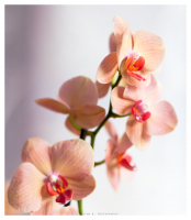 Цветочное настроение