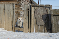 Ленин и собака