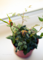 Рождение новой жизни