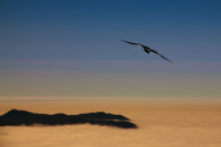 В поисках дома.