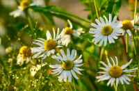 От винта....!!!