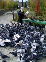 Очередь голодных