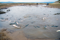 мечта бракоши