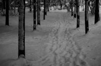 о тропинках...