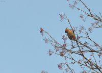 Свиристель