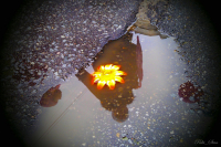 Огненный цветок