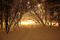 зимними тропинками