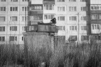 Любовь и голуби