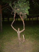 дерево-гермафродит:)))