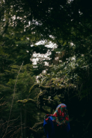 В тёмном лесу