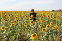 Солнечное поле