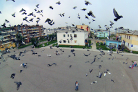 Летаем с птицами