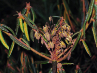 Осенний багульник