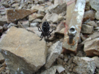 Арахнофобам, арахнофилам2