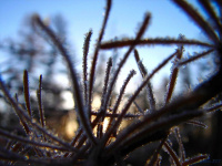 морозное утро