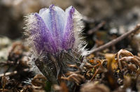 Прострел Магаданский...