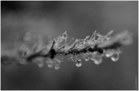 таежные икринки